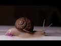 Snail Crawling | Snail going into shell HD video | Snail video | Nature