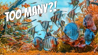 How MANY FISH Can You Put In Your Aquarium?