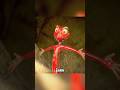 A Chameleon That Couldn T Change Colors Shorts Anime Animation Recap