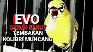 Download lagu PLECI DAKUN GARUT 'EVO' TEMBAKAN KOLIBRI || MILIK OM ANDRI KPJ TEAM mp3 Download lagu PLECI DAKUN GARUT 'EVO' TEMBAKAN KOLIBRI || MILIK OM ANDRI KPJ TEAM mp3