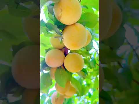 My fruits 🍏 fruit -juice-apple -shorts video -ytshorts #like & subscribe