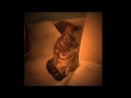 Angry Cat