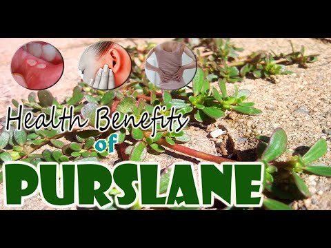 , title : 'Edible Wild Plants | Many Nutrition and Health Benefits of Purslane | Gardening Tips'