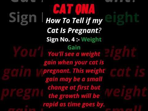 Cat Pregnancy Sign No. 4 - Weight Gain