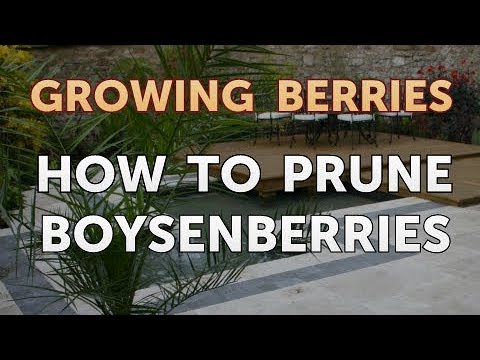 How to Grow Blackberries From Seeds