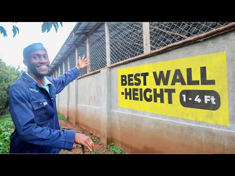 Open wall vs Enclosed wall: Which is Best for Your Chickens? | 2024