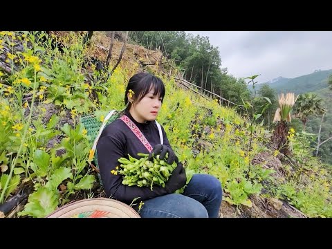 Harvesting vegetables from the field to make pickled cabbage for later consumption
