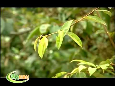 活力新農村-第012集 有機農村健康行