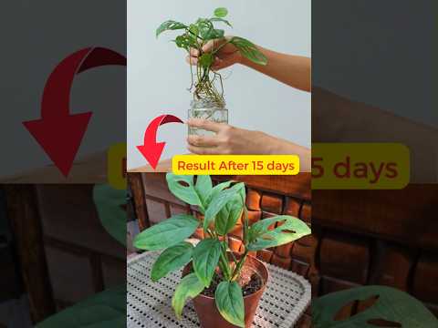 Grow Monstera Adansonii from Cuttings #swiss cheese plant #broken heart plant