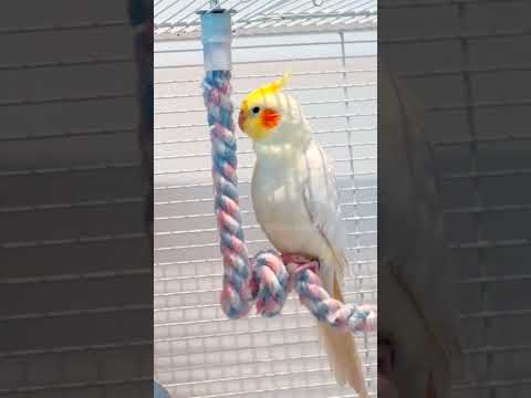 Adorable Cockatiel Jerry's Super cute Singing Moments  🎶🦜❤️🥰 #cockatielscraze