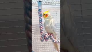 Download lagu Adorable Cockatiel Jerry's Super cute Singing Moments 🎶🦜❤️🥰 #cockatielscraze mp3 Download lagu Adorable Cockatiel Jerry's Super cute Singing Moments 🎶🦜❤️🥰 #cockatielscraze mp3