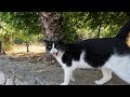 Tuxie The Cat Saw Us From Afar And Came Running To Us