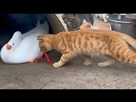 #cats, 😂😅#, #kitten, #catoftheday, #catlover, #meow