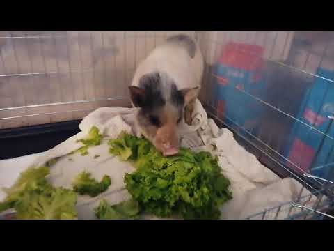 , title : 'Cochon nain qui mange de la salade ❤️'