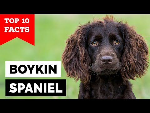 image-Are Boykin spaniels cuddly?