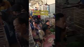 Download lagu Harga burung emprit jepang mp3 Download lagu Harga burung emprit jepang mp3