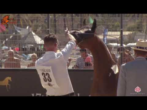 N 33 MALALA APAL S   2020 Menton Mediterranean and Arab Countries Arabian Horse Championship   2 Yea