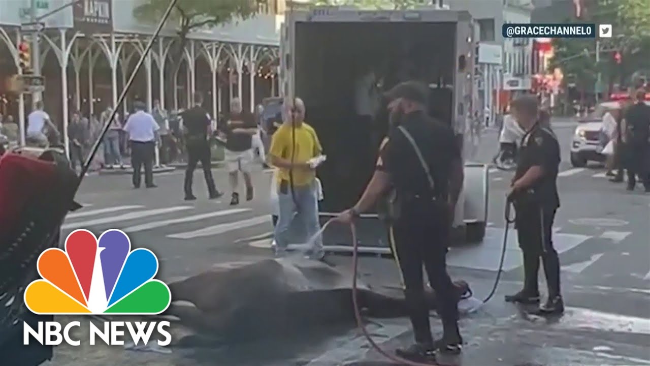 Animal Activists Outraged After NYC Carriage Horse Collapses