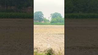 Download lagu Main pardesi Ghar wapas aaya||sawan Ke Jhulo ne mujhko bulaya#villagelife #villagelife #shorts mp3