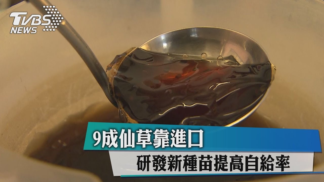 9成仙草靠進口 研發新種苗提高自給率