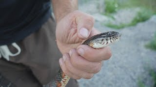 Northern Water Snake Killed By A Person Who Thought It Was A Water Moccasin