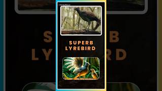 Download lagu Superb Lyrebird – Australia’s Singing Superstar | Magician of Sounds #Birds #Lyrebird mp3 Download lagu Superb Lyrebird – Australia’s Singing Superstar | Magician of Sounds #Birds #Lyrebird mp3