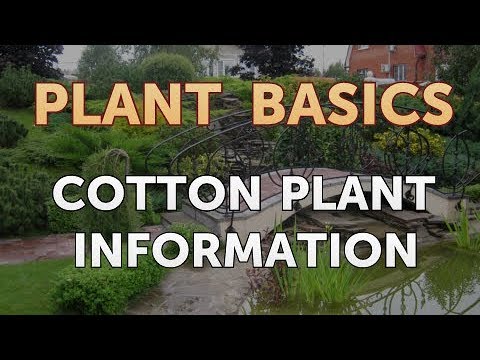 How to Dry an Overwatered Plant