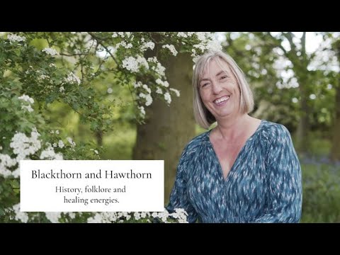 Blackthorn and Hawthorn.  How to identify them, learn about their folklore and healing properties