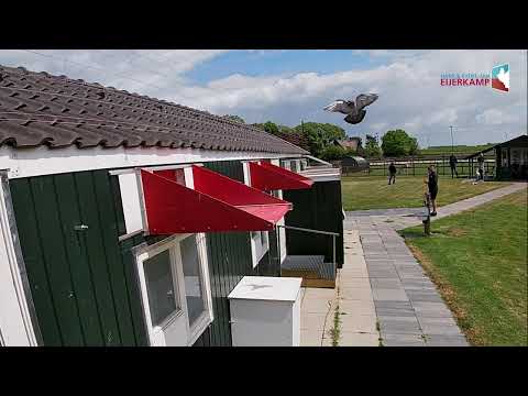 Strong on Gien (552 km) 1-2-6-9-10-11-12-14-15 etc. against 1,481 pigeons