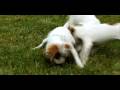 Jack Russell Terrier - Jack Russell