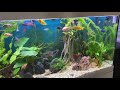 My Aquaone Brilliance 120 With Cichlids Mixed