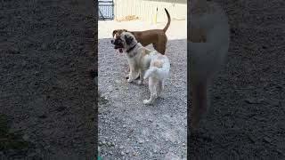 Video preview image #1 Anatolian Shepherd-Unknown Mix Puppy For Sale in Stover, MO, USA