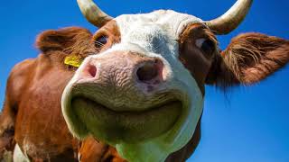 Have a laugh with the funny animals