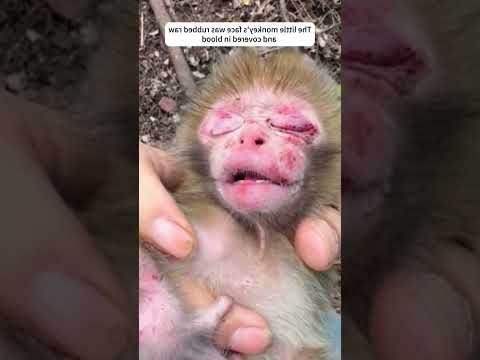 தாய் குரங்கே இப்படி இருக்கு ! #monkey #humanity #trendingshorts
