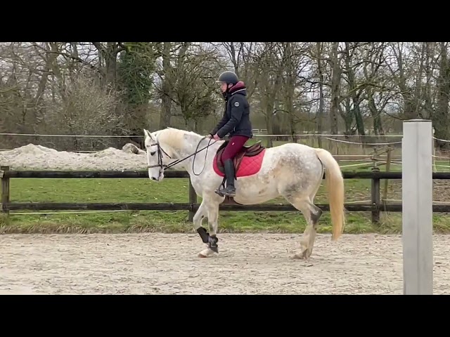 Merrie Autre Que Pur-Sang (Geen volbloed) Te koop 2016 Schimmel ,  Secret Singer