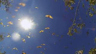 Fruit Bats flying in Broome, Western Australia | Megabats in Mangroves