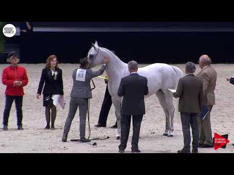 N.63 AIJANA OS - Paris 2018 - Senior Mares (Class CM 3A)