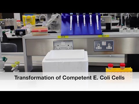 Protocol 6: Transformation of Competent E. Coli Cells