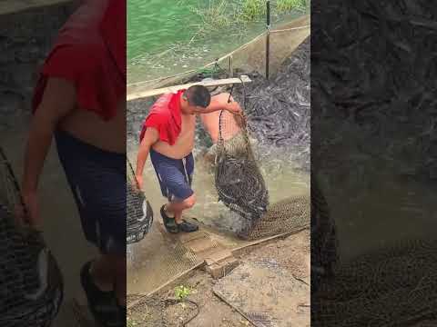 Le poisson chat africain, une vraie menace