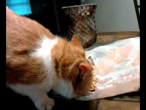 YouTube video about: Can cats have honey nut cheerios?