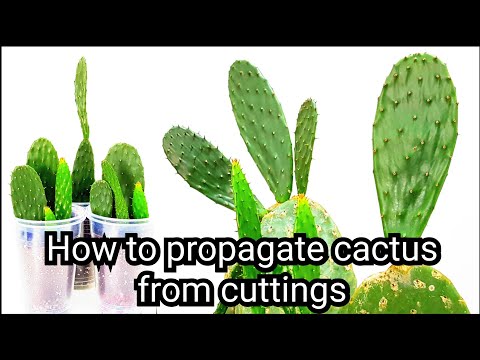 download lagu mp3 mp4 Flat Cactus Plant, download lagu Flat Cactus Plant gratis, unduh video klip Flat Cactus Plant