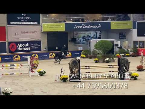 Djoko Z- 2016 Stallion (Dominator X Darco)