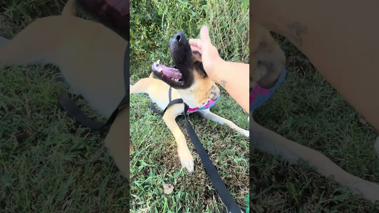 Enlarge Carolina, a Adoptable mixed breed in Nashville, TN video 6/6