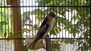 Download lagu Pancingan Kapasan kemiri pagi hari mp3