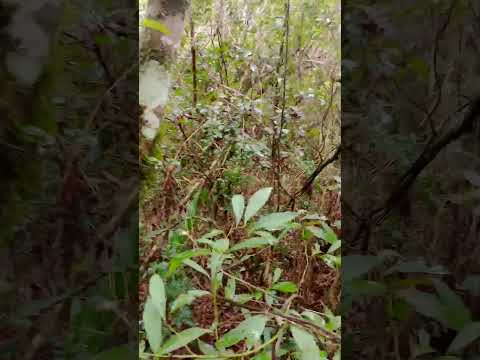 Parte de la selva misionera en Campo Ramón