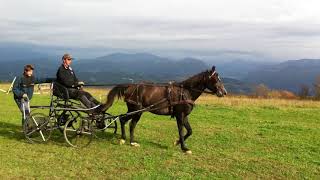 Shagya à l&#39;attelage  : ALTAIR LEVA NEVE à 3 ans