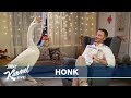 Jimmy Kimmel Reads The Serious Goose to a Goose