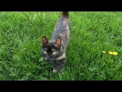 Mi MIX 2S slow motion 720p