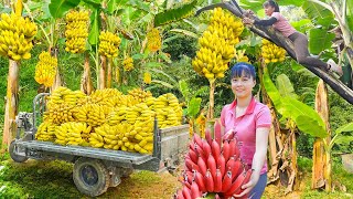 Harvesting Unique Bananas, Using 3-Wheeled Truck to Transport 1000+ Bananas Goes to Market Sell