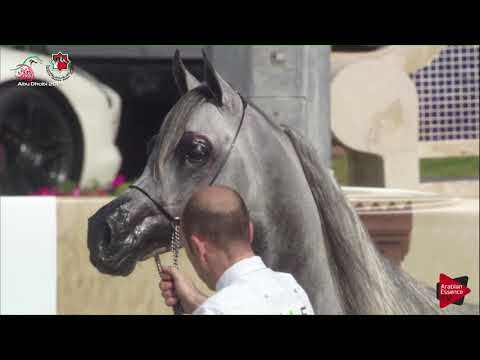 N 611 LARANDO   UAE Nationals 2019